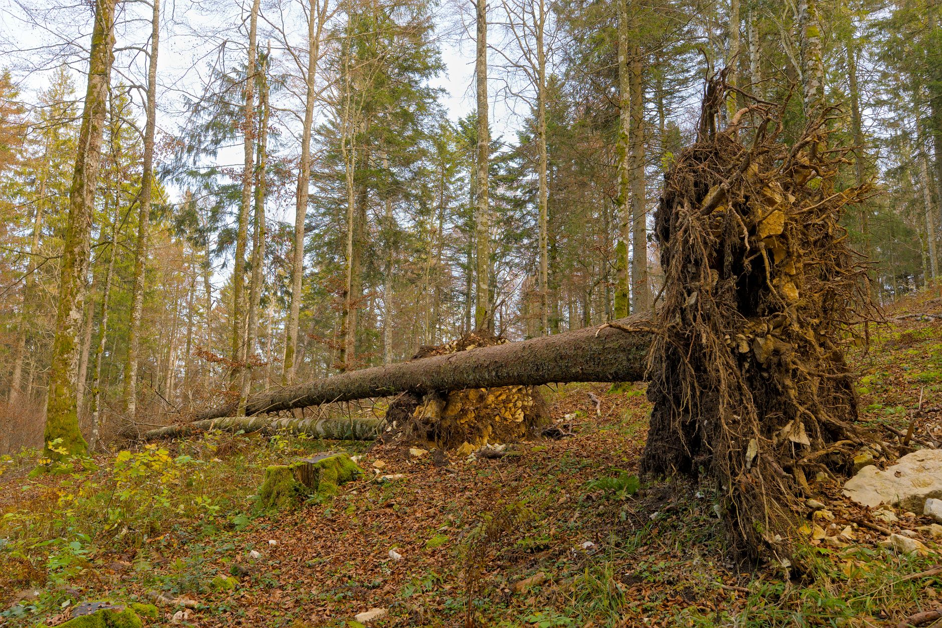 Enlèvement arbre urgence équipe à Dieppe